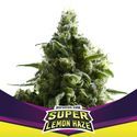 Super Lemon Haze (BSF Seeds) Feminisoidut