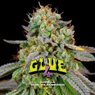 GG4 (BSF Seeds) Feminisoidut