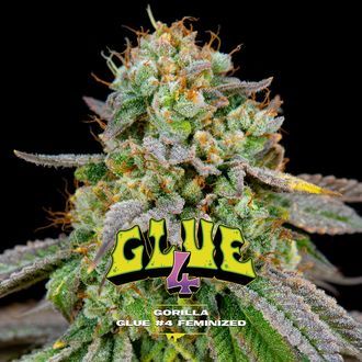 GG#4 (BSF Seeds) Feminisoidut