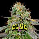 GG#4 (BSF Seeds) Feminisoidut