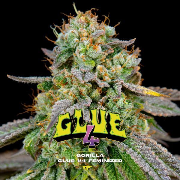 GG#4 (BSF Seeds) Feminisoidut