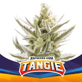Tangie XXL Auto (BSF Seeds) feminisoidut