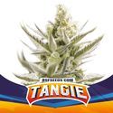 Tangie XXL Auto (BSF Seeds) Feminisoidut