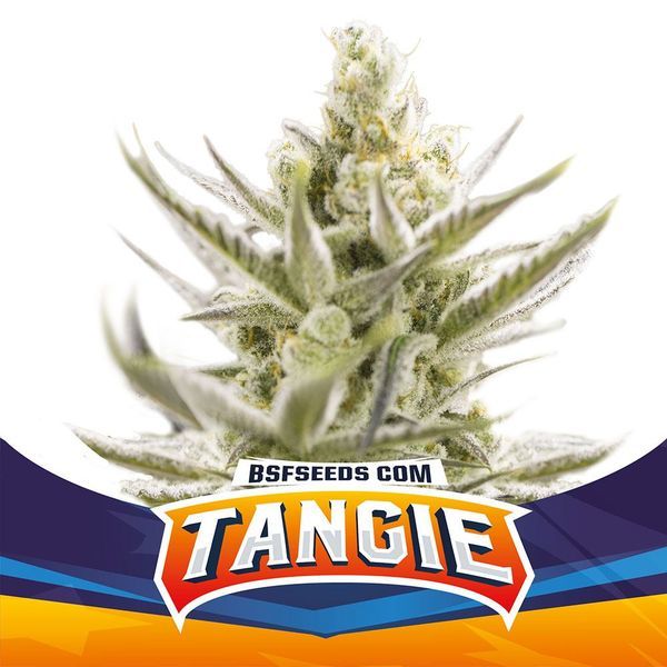 Tangie XXL Auto (BSF Seeds) Feminisoidut