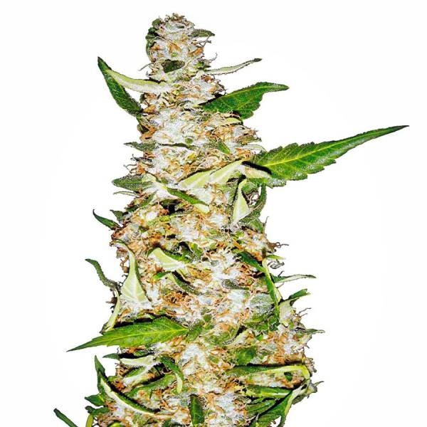 Skunk 1 Autoflower (White Label) Feminisoidut
