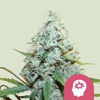 AMG - Amnesia Mac Ganja (Royal Queen Seeds) feminisoidut kannabiksen siemenet