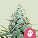 AMG – Amnesia Mac Ganja (Royal Queen Seeds) Feminisoidut