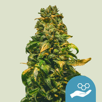 Solomatic CBD (Royal Queen Seeds) Feminisoidut