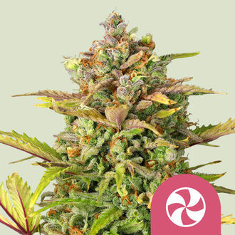 Sweet ZZ (Royal Queen Seeds) Feminisoidut
