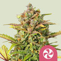 Sweet ZZ (Royal Queen Seeds) Feminisoidut