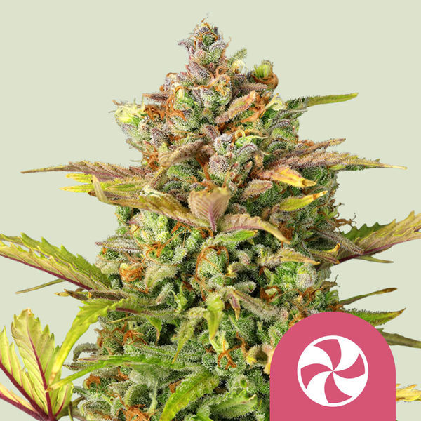 Sweet ZZ (Royal Queen Seeds) Feminisoidut