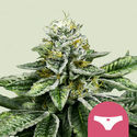 Sherbet Queen (Royal Queen Seeds) Feminisoidut