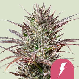 North Thunderfuck (Royal Queen Seeds) feminisoitu