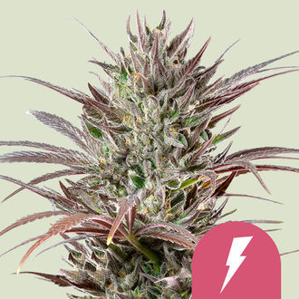 North Thunderfuck (Royal Queen Seeds) Feminisoidut