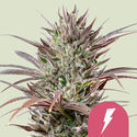 North Thunderfuck (Royal Queen Seeds) Feminisoidut