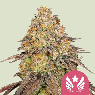 Legendary OG Punch (Royal Queen Seeds) feminisoitu