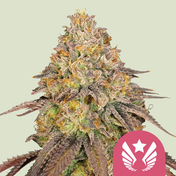 Legendary OG Punch (Royal Queen Seeds) Feminisoidut