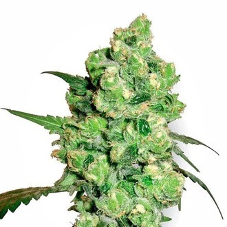 Super Skunk (White Label) Feminisoidut