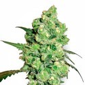 Super Skunk (White Label) Feminisoidut