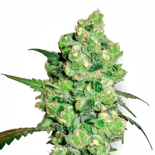 Super Skunk (White Label) Feminisoidut