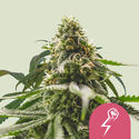 Green Crack Punch (Royal Queen Seeds) Feminisoidut
