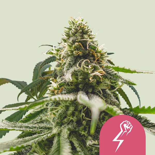 Green Crack Punch (Royal Queen Seeds) Feminisoidut