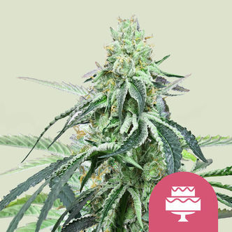 Wedding Gelato (Royal Queen Seeds) feminisoidut kannabiksen siemenet