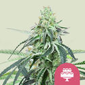 Wedding Gelato (Royal Queen Seeds) Feminisoidut