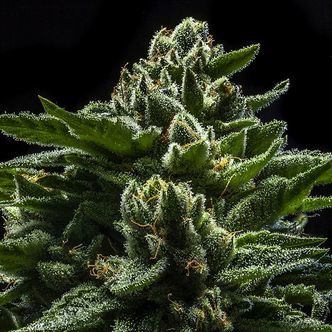 DO-G (Ripper Seeds) feminisoidut