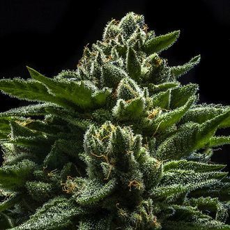 DO-G (Ripper Seeds) Feminisoidut