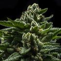 DO-G (Ripper Seeds) Feminisoidut