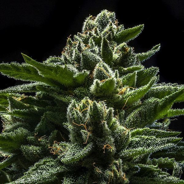 DO-G (Ripper Seeds) Feminisoidut
