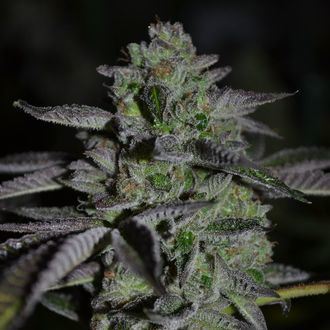 Chempie (Ripper Seeds) Feminisoidut