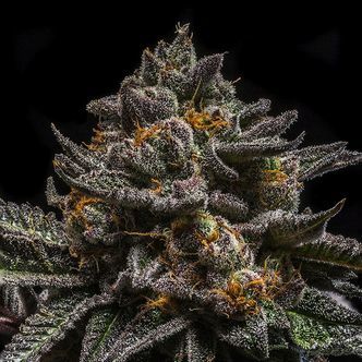 Brain Cake (Ripper Seeds) feminisoitu