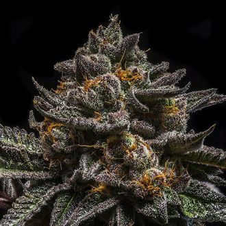 Brain Cake (Ripper Seeds) Feminisoidut