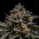 Brain Cake (Ripper Seeds) Feminisoidut