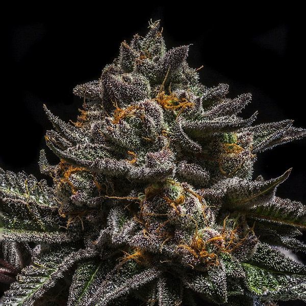Brain Cake (Ripper Seeds) Feminisoidut