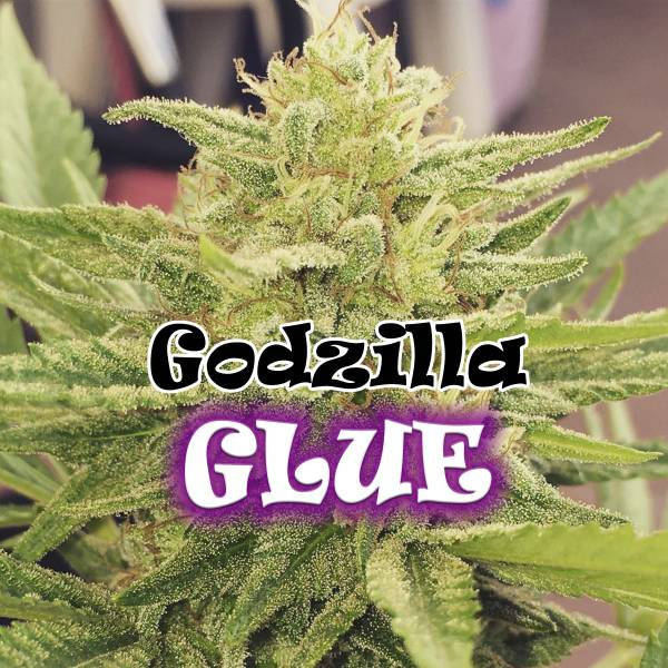 Godzilla Glue (Dr. Underground) Feminisoidut