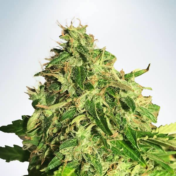 Auto Cannabis Light (Ministry of Cannabis) Feminisoidut