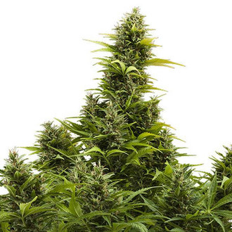 Medikit Auto (Buddha Seeds) Feminisoidut