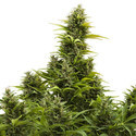 Medikit Auto (Buddha Seeds) Feminisoidut
