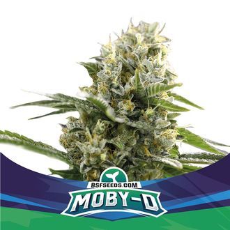 Moby-D XXL Auto (BSF Seeds) Feminisoidut