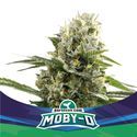 Moby-D XXL Auto (BSF Seeds) Feminisoidut