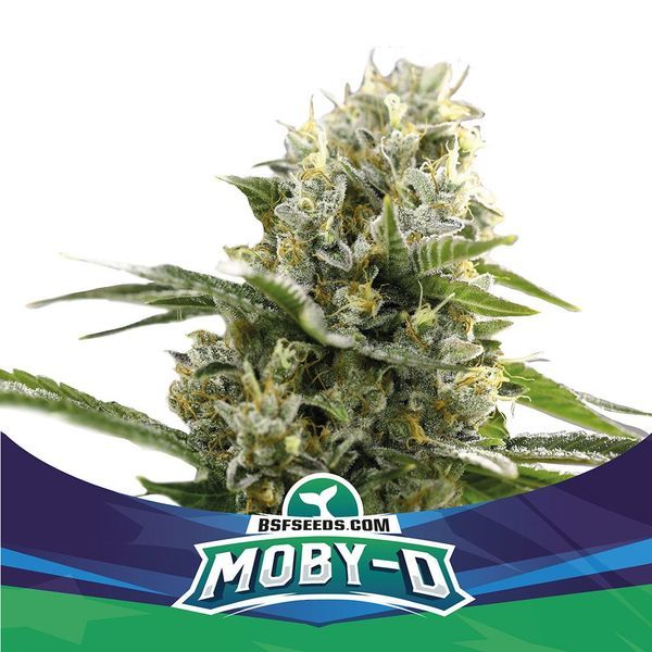Moby-D XXL Auto (BSF Seeds) Feminisoidut