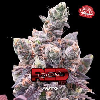 Red Critical Auto (BSF Seeds) Feminisoidut