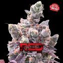Red Critical Auto (BSF Seeds) Feminisoidut