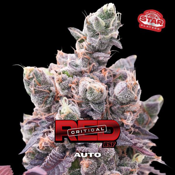 Red Critical Auto (BSF Seeds) Feminisoidut