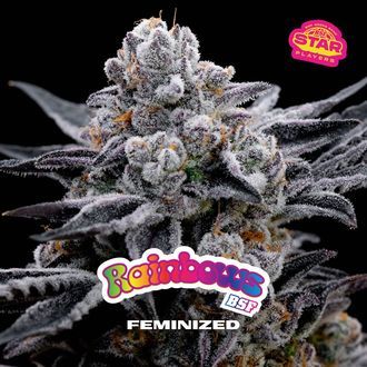 Rainbows (BSF Seeds) Feminisoidut