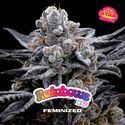 Rainbows (BSF Seeds) Feminisoidut