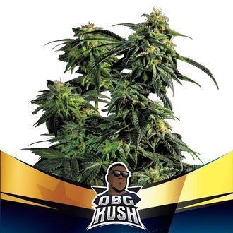 OBG Kush (BSF Seeds) Feminisoidut